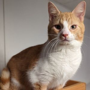 Cats for Adoption Near Sligo, PA | Petfinder