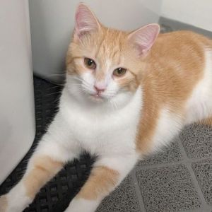 Cats for Adoption Near Sligo, PA | Petfinder