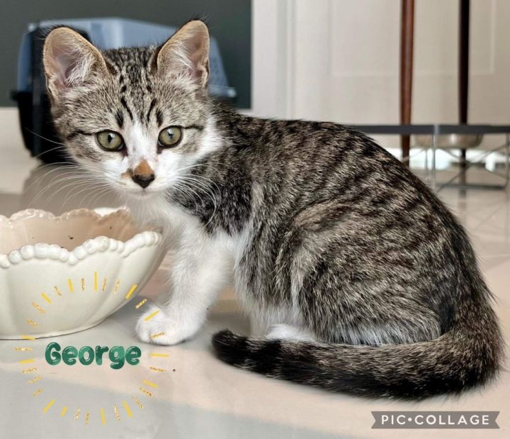 George, an adoptable Domestic Short Hair in Fort Lauderdale, FL_image-2