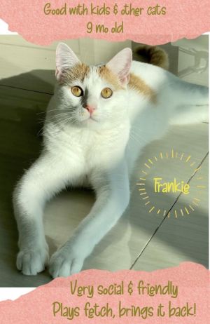 Frankie