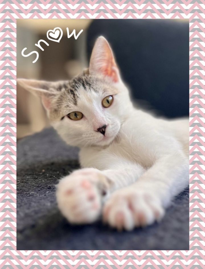 Snow, an adoptable Domestic Short Hair in Fort Lauderdale, FL_image-1