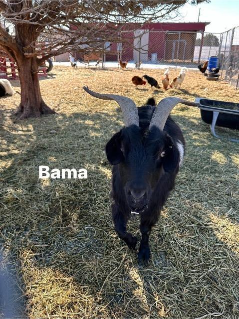 Bama