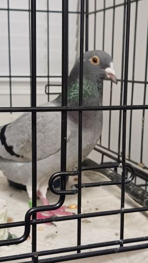 August is a pleasant loafy intelligent ex-racer found by a Palomacy volunteer while attempting sel