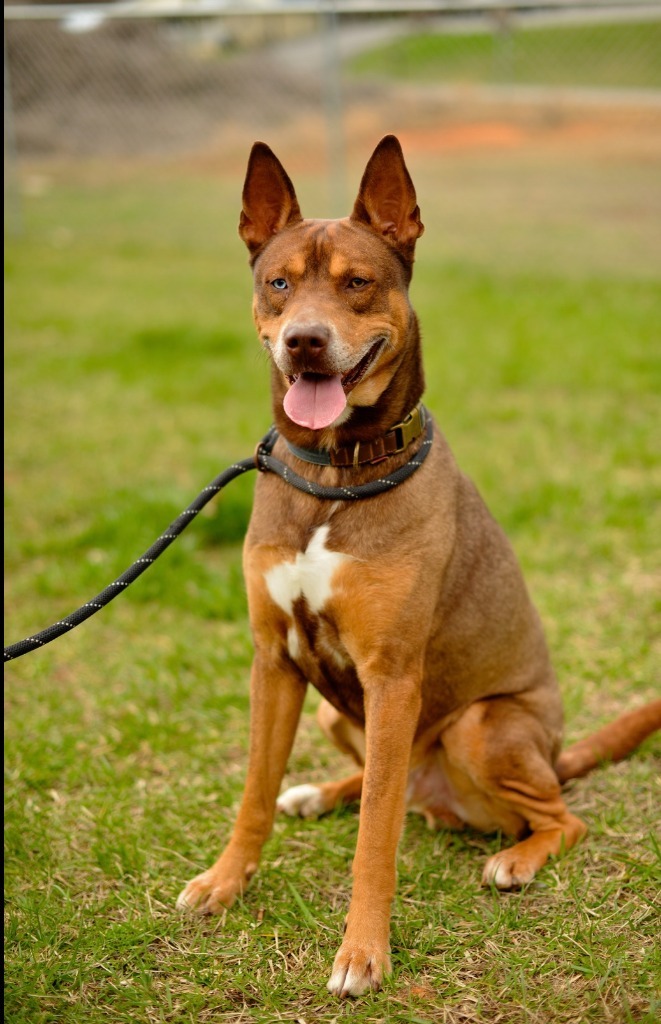 Redford, an adoptable Husky Mix in Blountville, TN_image-1