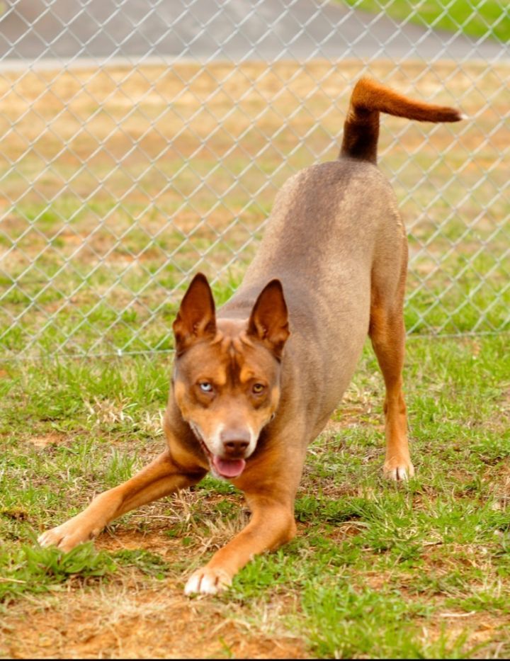 Redford, an adoptable Husky Mix in Blountville, TN_image-4