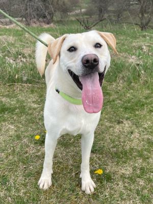 Dog for adoption - Alvin, a Yellow Labrador Retriever in Allegan, MI |  Petfinder