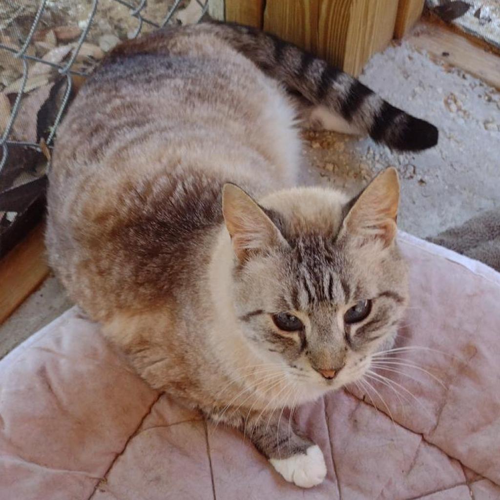 Logan, an adoptable Domestic Short Hair, Siamese in Leesburg, FL, 34788 | Photo Image 1