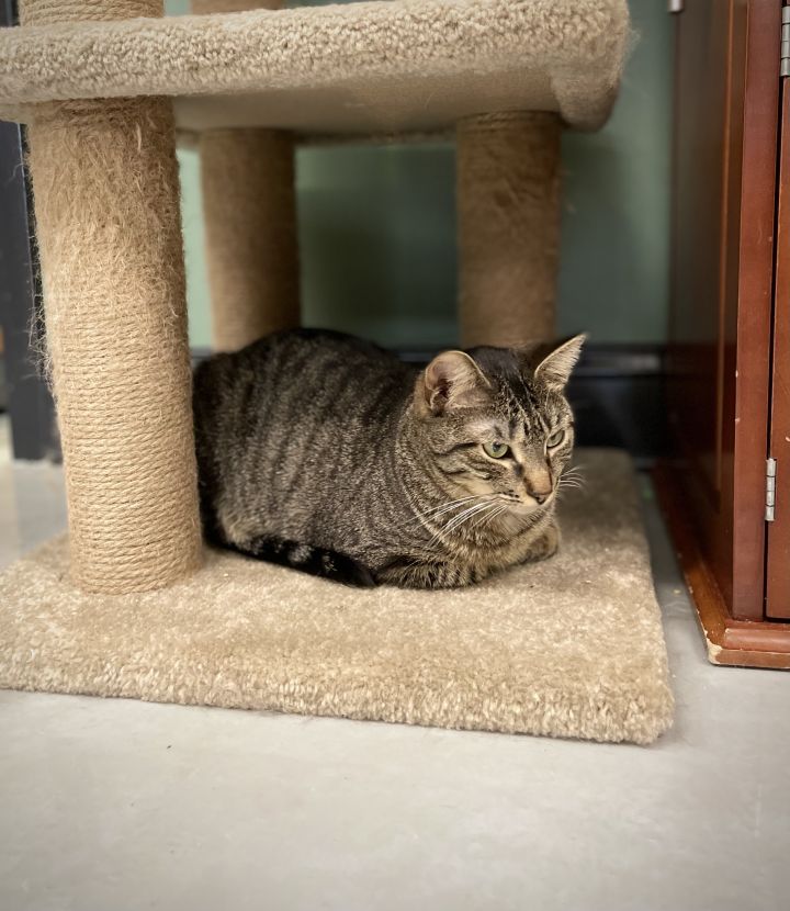 Derby, an adoptable Domestic Short Hair Mix in Kennett Square, PA_image-2