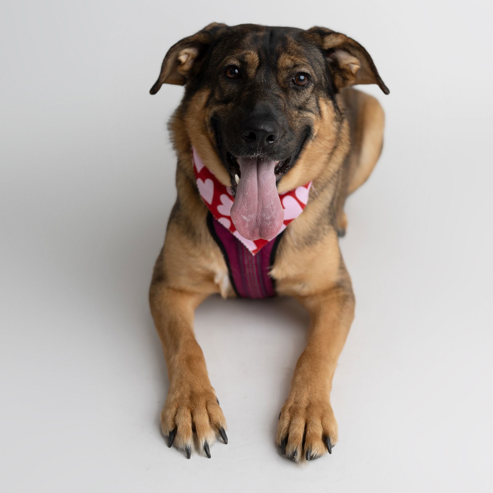 Salad, an adoptable Shepherd in Fargo, ND, 58103 | Photo Image 1