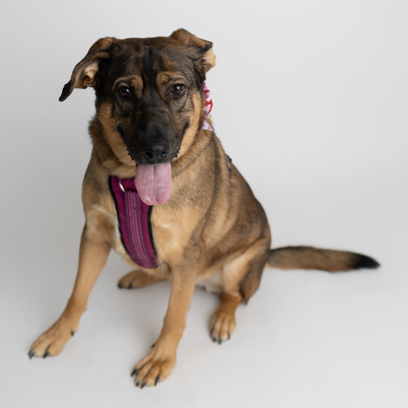 Salad, an adoptable Shepherd in Fargo, ND, 58103 | Photo Image 2