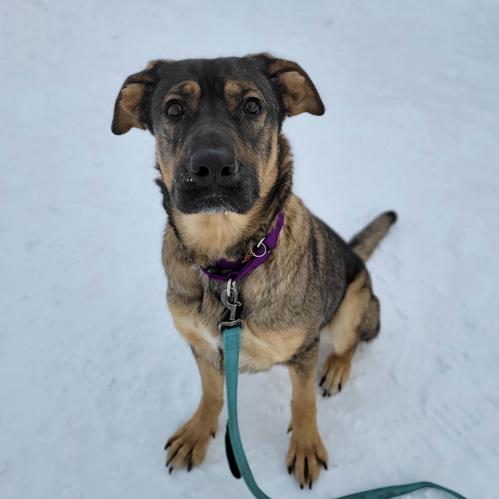 Salad, an adoptable Shepherd in Fargo, ND, 58103 | Photo Image 3