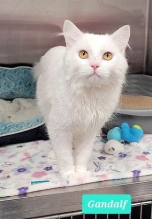 Gandalf, Adult Male unknown