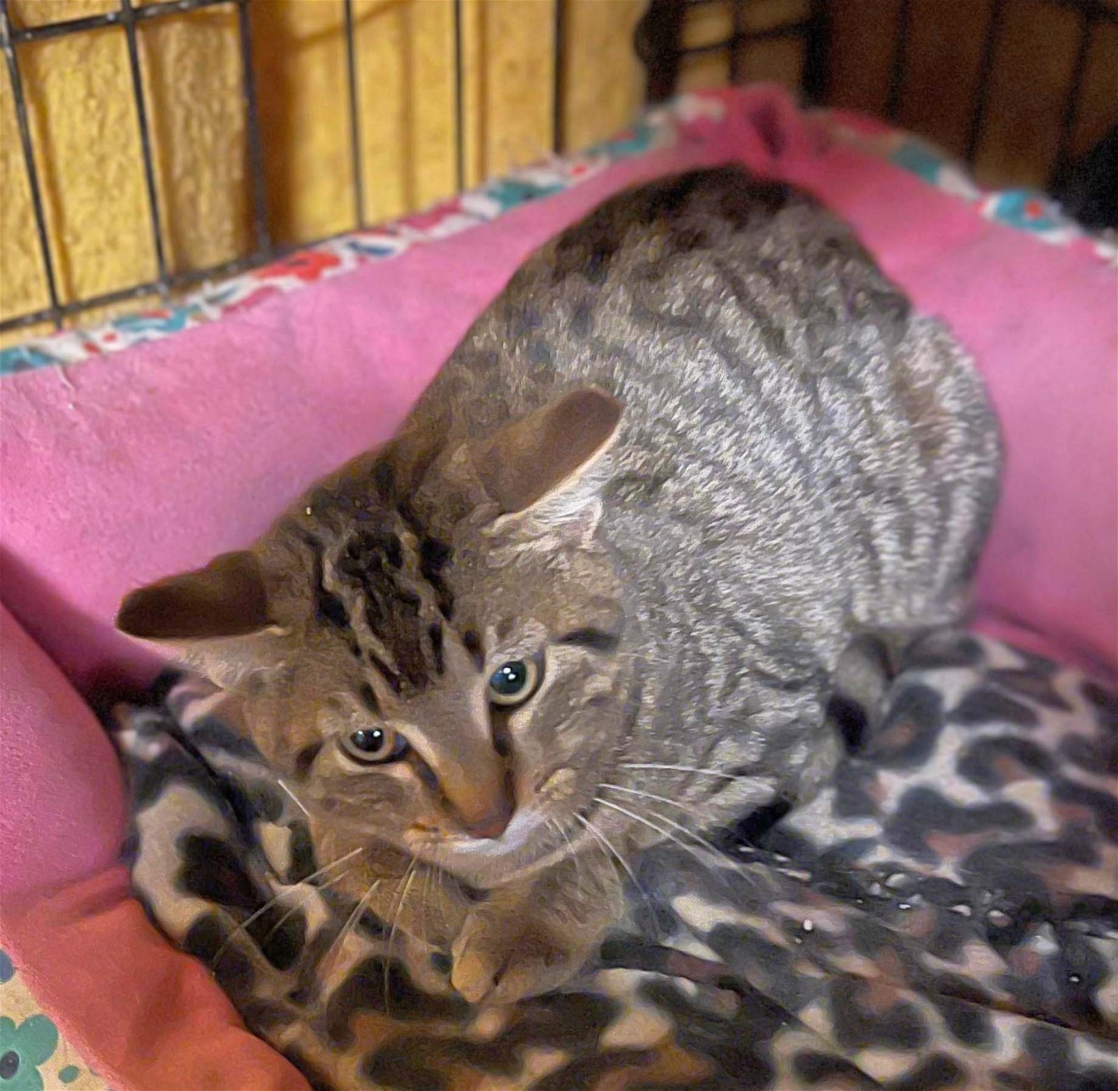 Lexi, an adoptable Domestic Short Hair, Tabby in Pineville, LA, 71361 | Photo Image 3