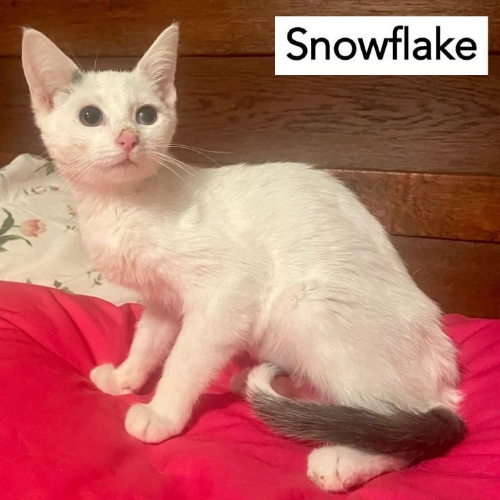 Snowflake, an adoptable Domestic Short Hair Mix in Norfolk, VA_image-2
