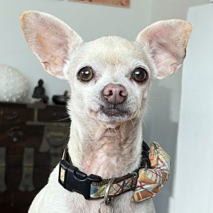 Chico Chihuahua Dog