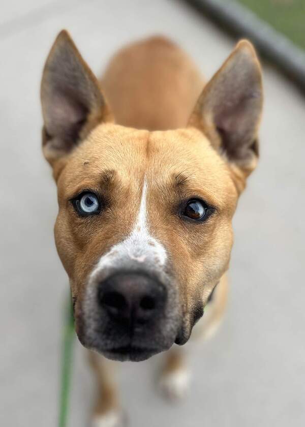 Dog for adoption - Canyon, a Pit Bull Terrier & Siberian Mix Pontiac, MI |