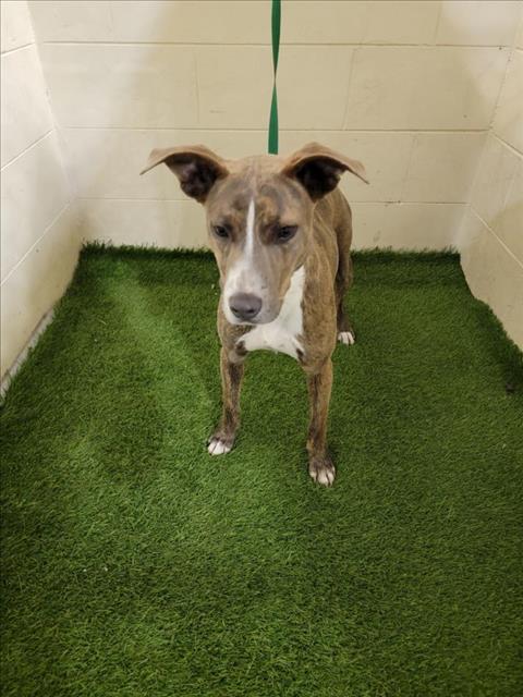 Dog for adoption - KISSA, a Catahoula Leopard Dog Mix in Winter Haven, FL |  Petfinder