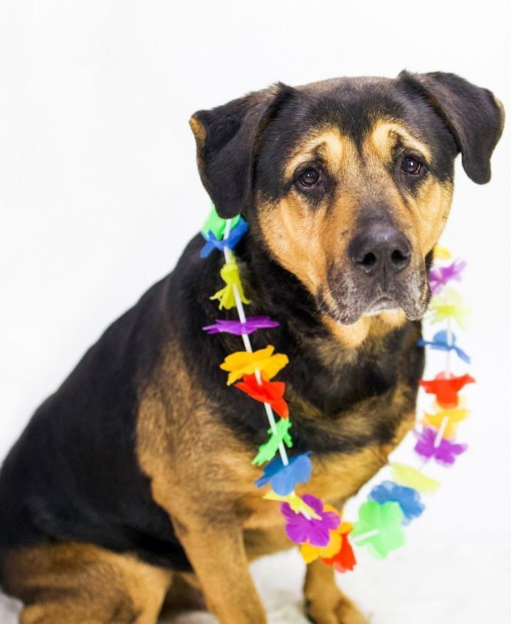 Rocky 169217 - ONE FREE TRAINING SESSION INCLUDED IN ADOPTION, an adoptable Rottweiler & Shepherd Mix in Ravenna, OH_image-1