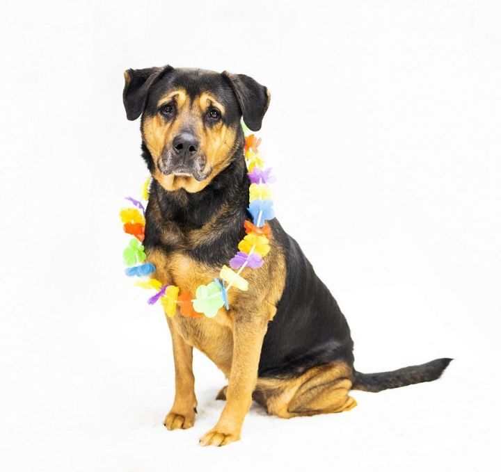 Rocky 169217 - ONE FREE TRAINING SESSION INCLUDED IN ADOPTION, an adoptable Rottweiler & Shepherd Mix in Ravenna, OH_image-3