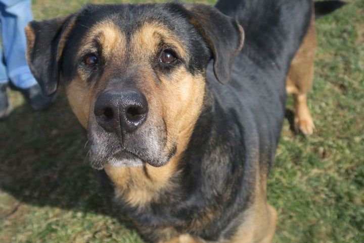 Rocky 169217 - ONE FREE TRAINING SESSION INCLUDED IN ADOPTION, an adoptable Rottweiler & Shepherd Mix in Ravenna, OH_image-5