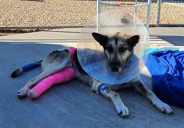 EVA*, an adoptable German Shepherd Dog in Tucson, AZ, 85745 | Photo Image 1