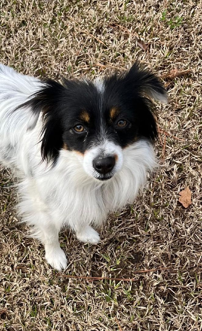 Papillon puppies for rehoming near me