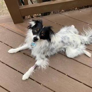 Petfinder papillon hot sale