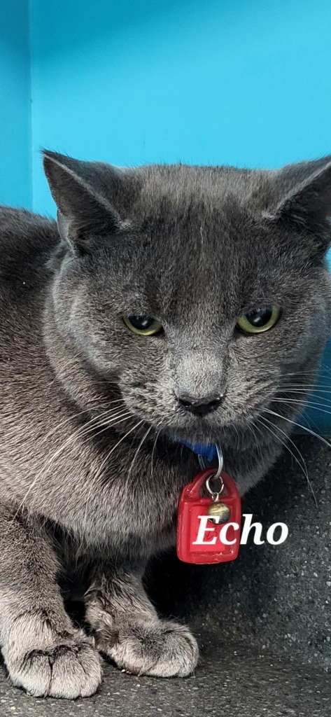 Echo, an adoptable Domestic Short Hair in Kendallville, IN, 46755 | Photo Image 1