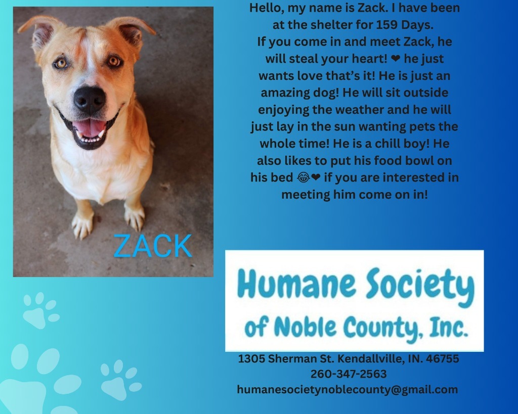 Zack, an adoptable Pit Bull Terrier in Kendallville, IN, 46755 | Photo Image 1