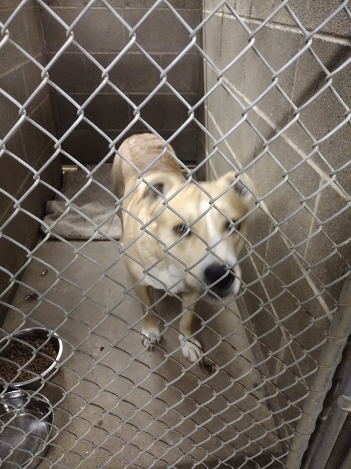 Zack, an adoptable Pit Bull Terrier in Kendallville, IN, 46755 | Photo Image 2