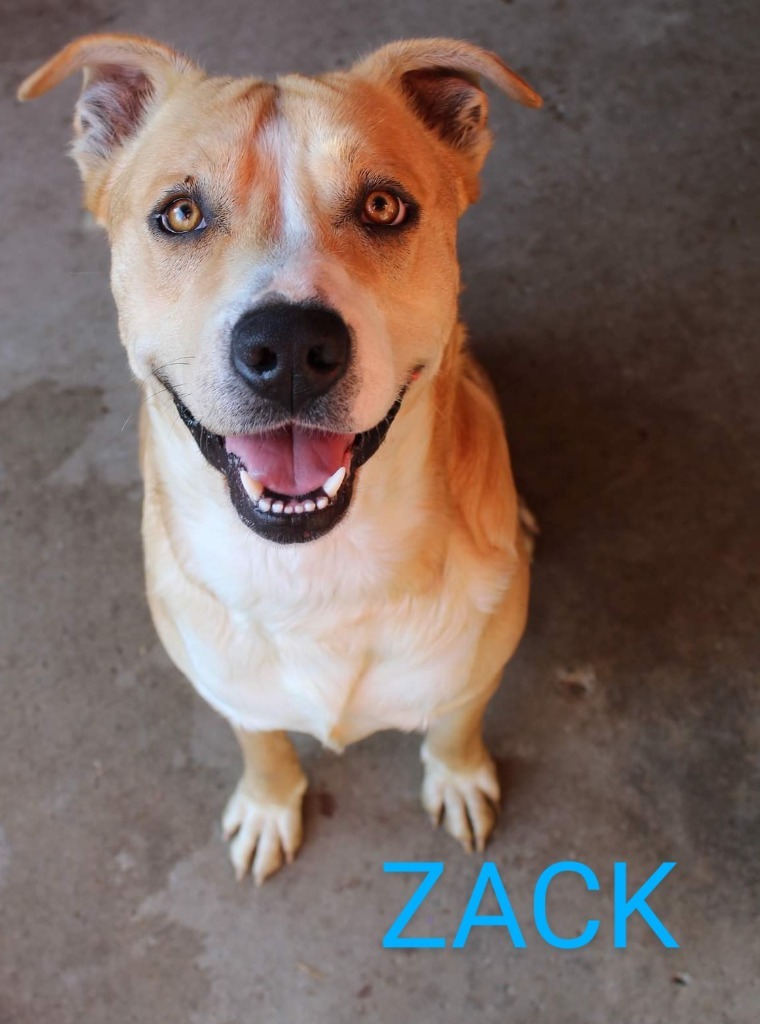 Zack, an adoptable Pit Bull Terrier in Kendallville, IN, 46755 | Photo Image 3