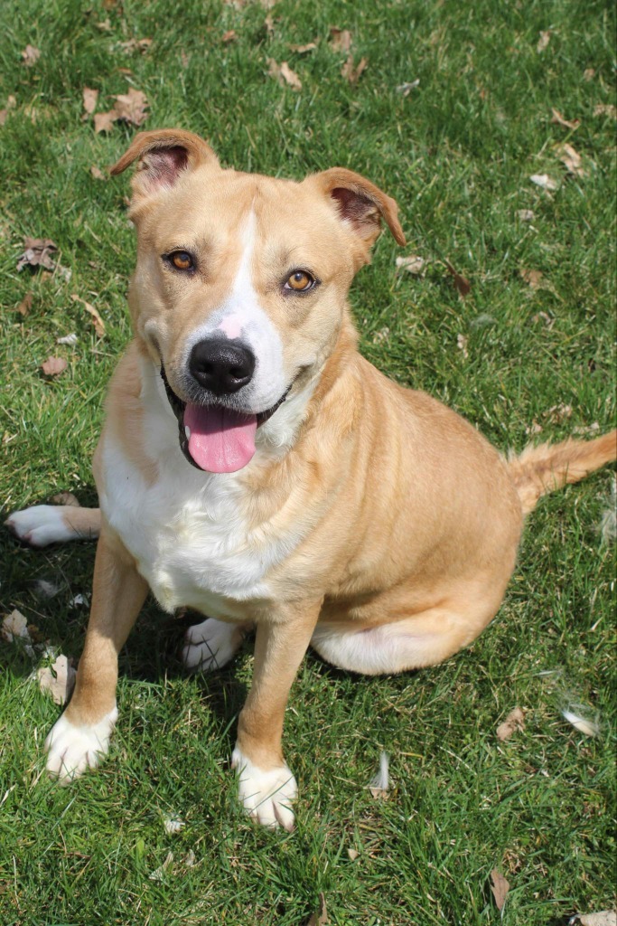 Zack, an adoptable Pit Bull Terrier in Kendallville, IN, 46755 | Photo Image 5