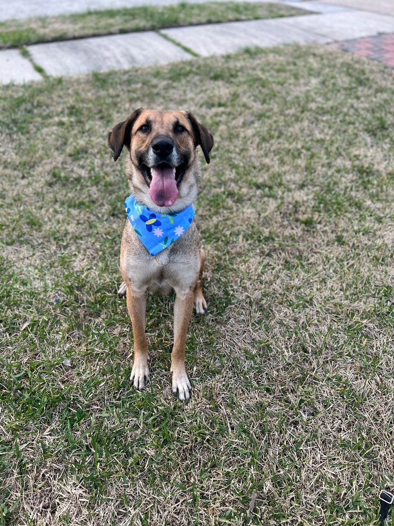 Dog for adoption - Porter Jane, an Anatolian Shepherd & Black Mouth Cur ...