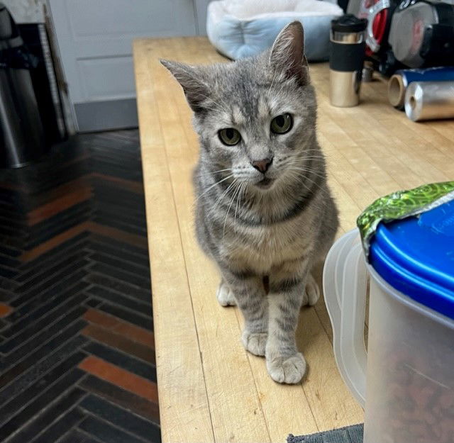 ZOE, an adoptable Domestic Short Hair in San Antonio, TX, 78216 | Photo Image 2