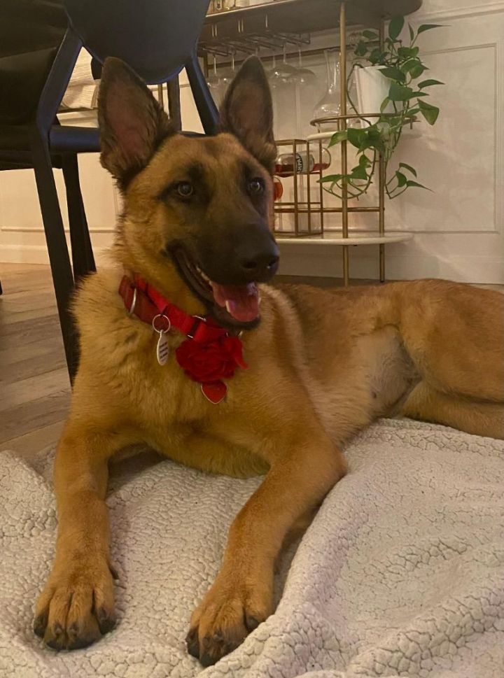 Lula , an adoptable Belgian Shepherd / Malinois & German Shepherd Dog Mix in Santa Monica, CA_image-3