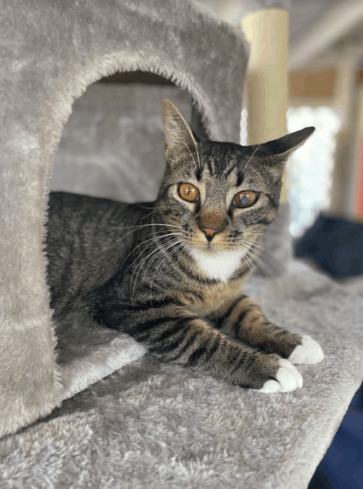 Binks, an adoptable Tabby & Domestic Short Hair Mix in Williamsburg, NM_image-4