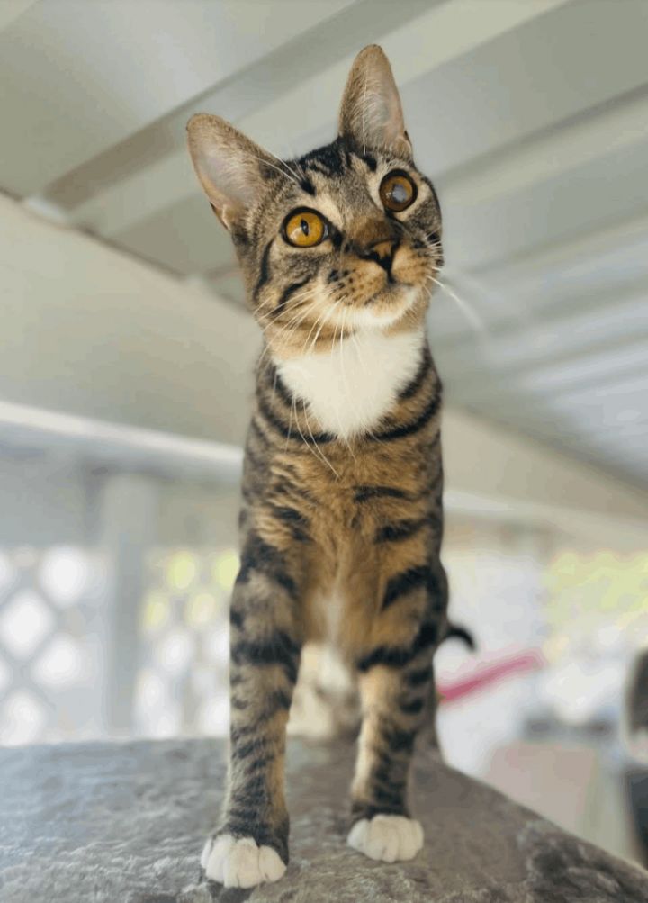Binks, an adoptable Tabby & Domestic Short Hair Mix in Williamsburg, NM_image-5