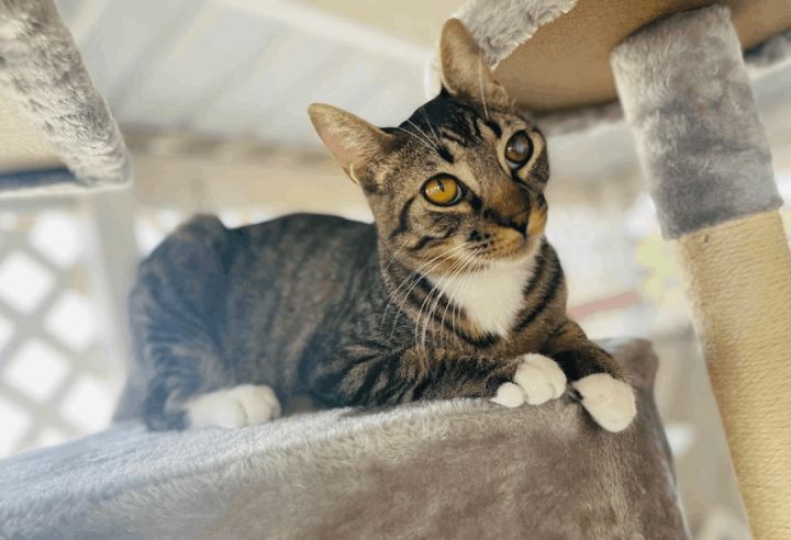 Binks, an adoptable Tabby & Domestic Short Hair Mix in Williamsburg, NM_image-6