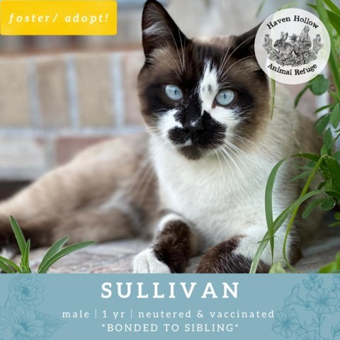 Sullivan, an adoptable Snowshoe in Shelley, ID, 83274 | Photo Image 1
