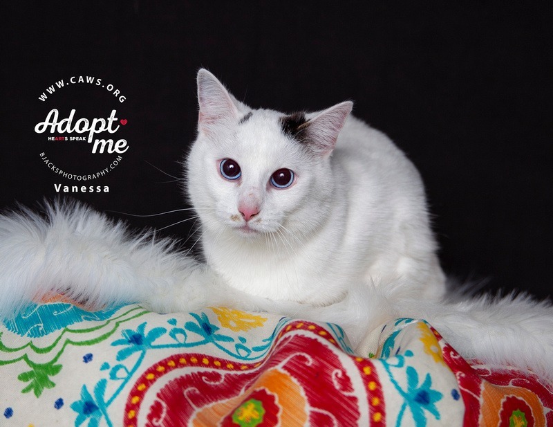 Vanessa, an adoptable Domestic Short Hair in Salt Lake City, UT, 84117 | Photo Image 1