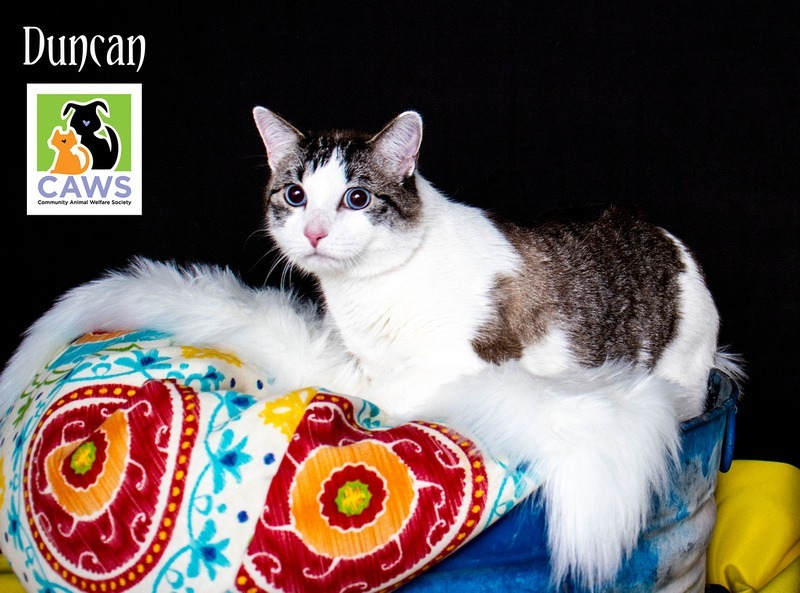 Duncan, an adoptable Domestic Short Hair in Salt Lake City, UT, 84117 | Photo Image 6