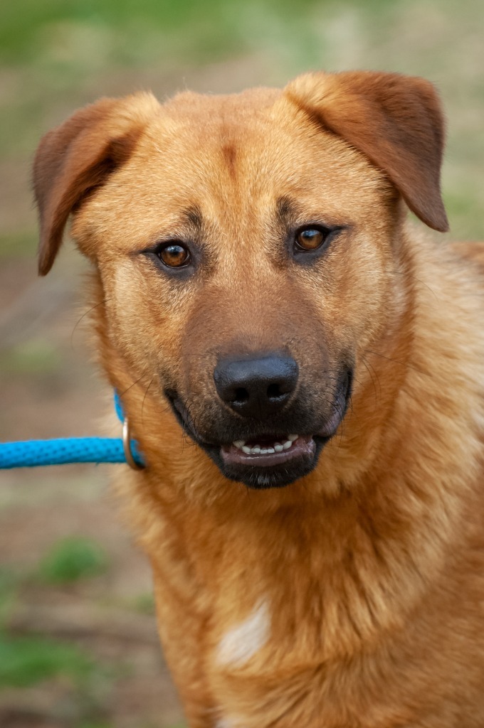 Comma/Comet, an adoptable Chow Chow, Shepherd in Johnson City, TN, 37604 | Photo Image 1