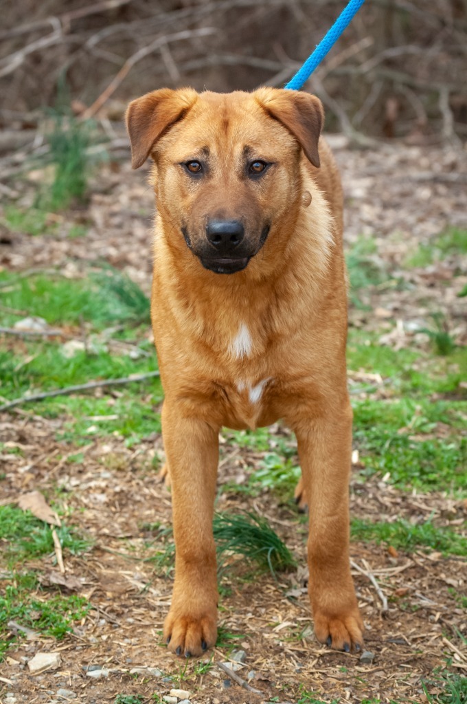 Comma/Comet, an adoptable Chow Chow, Shepherd in Johnson City, TN, 37604 | Photo Image 3