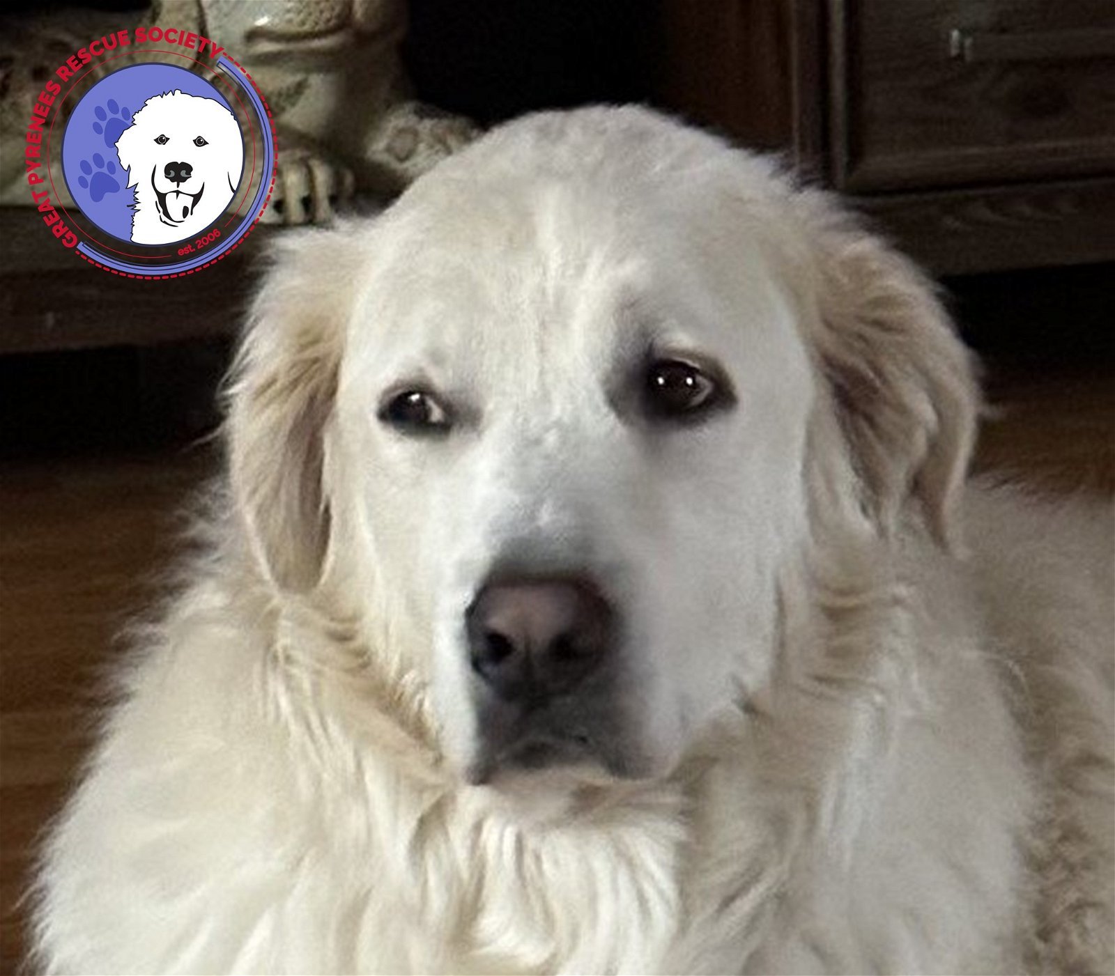 Max bonded with Lily, an adoptable Great Pyrenees in Oak Harbor, WA, 98277 | Photo Image 2