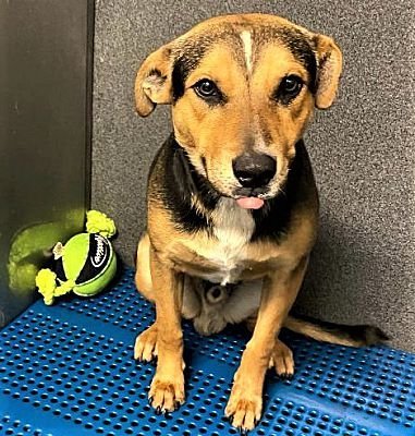 Atlas, an adoptable Beagle, Foxhound in Oak Hills, CA, 92344 | Photo Image 1