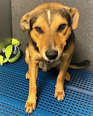 Atlas, an adoptable Beagle, Foxhound in Oak Hills, CA, 92344 | Photo Image 2