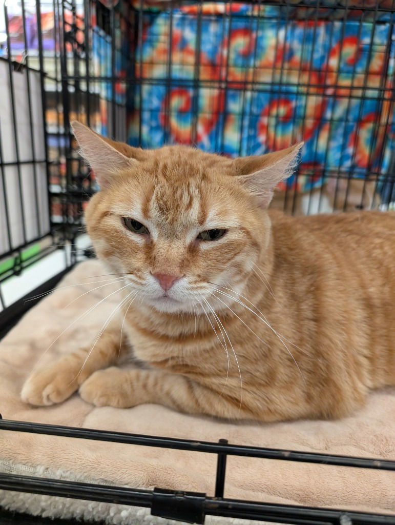 Corona, an adoptable Tabby in San Antonio, TX, 78247 | Photo Image 1