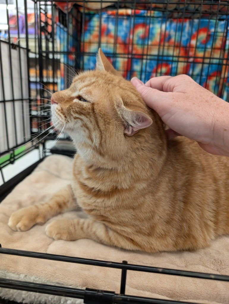 Corona, an adoptable Tabby in San Antonio, TX, 78247 | Photo Image 2