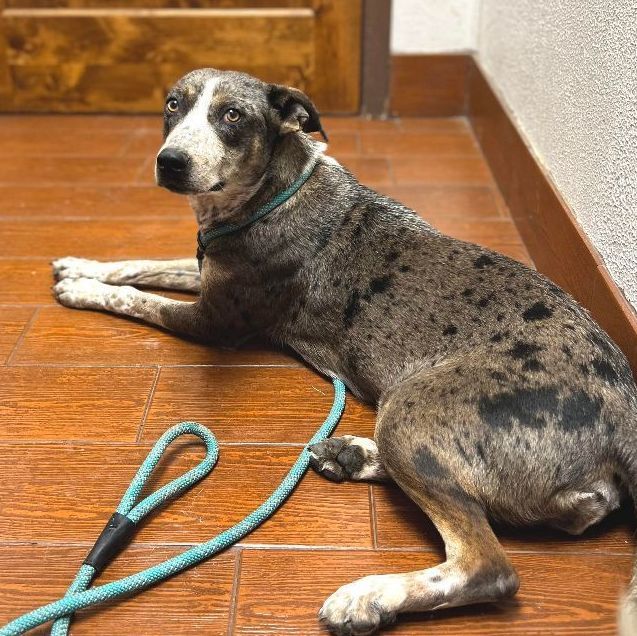 Treasure , an adoptable Catahoula Leopard Dog in Highland, MD_image-2