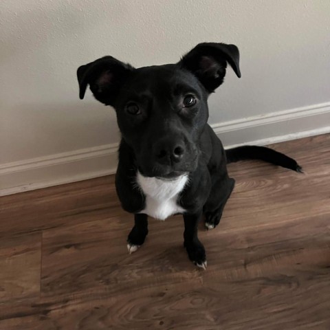 Magnolia, an adoptable Black Labrador Retriever, Mixed Breed in Covington, LA, 70433 | Photo Image 1